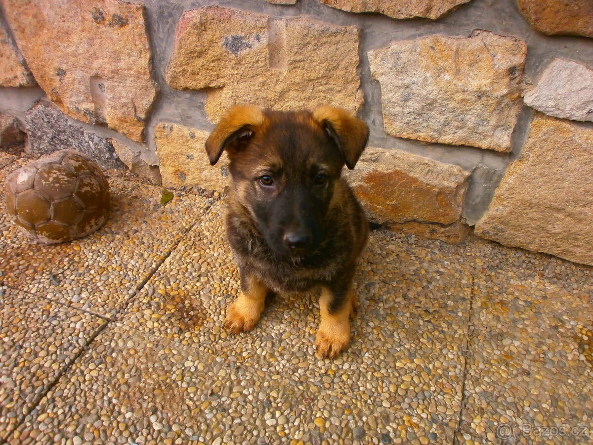 Německý ovčák štěňata - 6