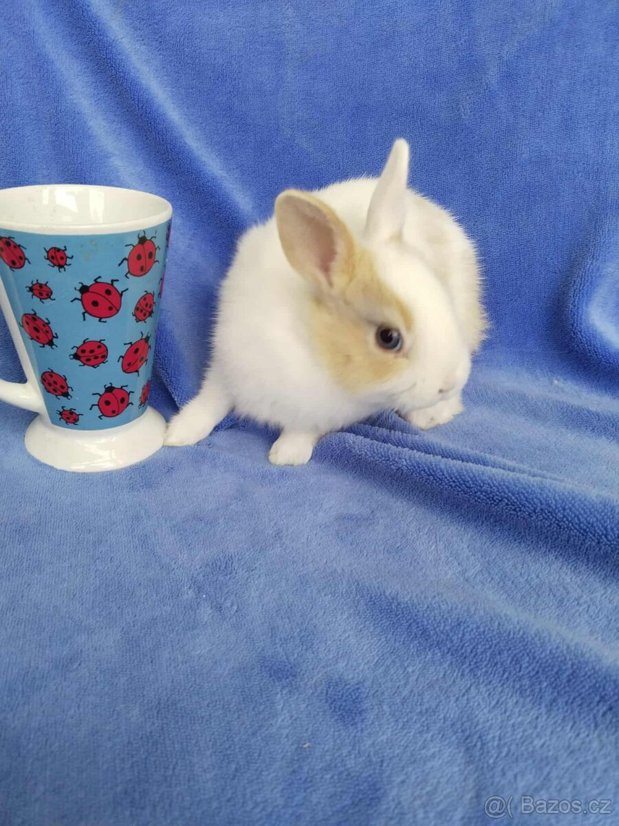 Vymazlení zakrslí králíčci - teddy, minilop, beranek - 6