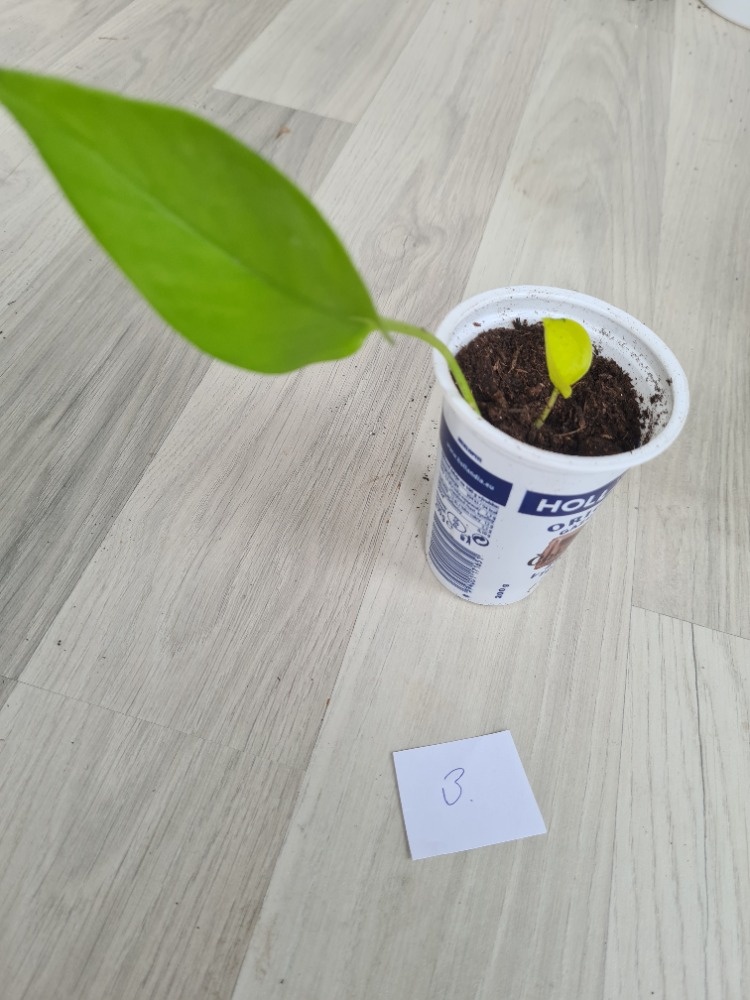 Rostliny, kytky, pokojovky - 6