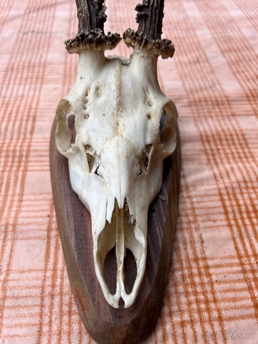 Prodám krásné parohy – dekorace, výroba, myslivost - 6