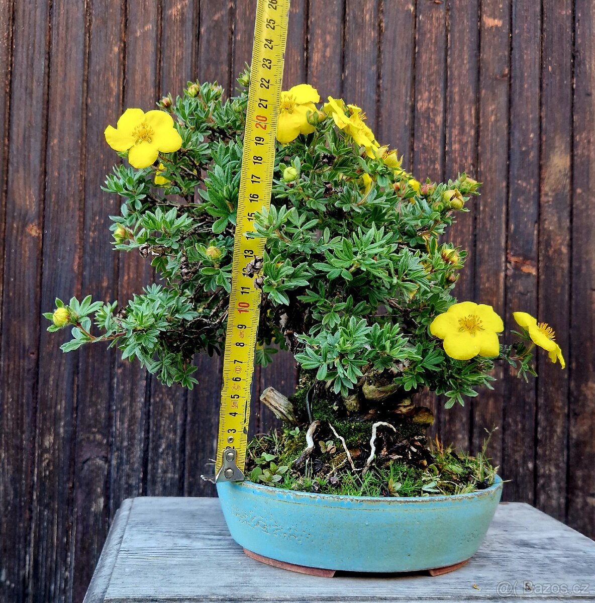 Bonsai, Bonsaj - Mochna 1 - 6