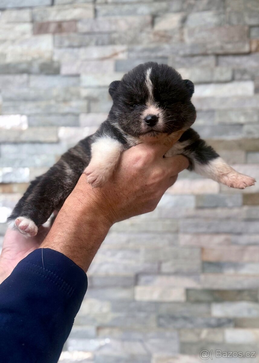 Akita Inu s průkazem původu (PP) - FCI & AKIHO - 6