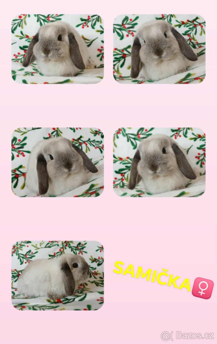 Volná samička - Anglický Zakrslý Beránek MiniLop🍑🧡 - 6