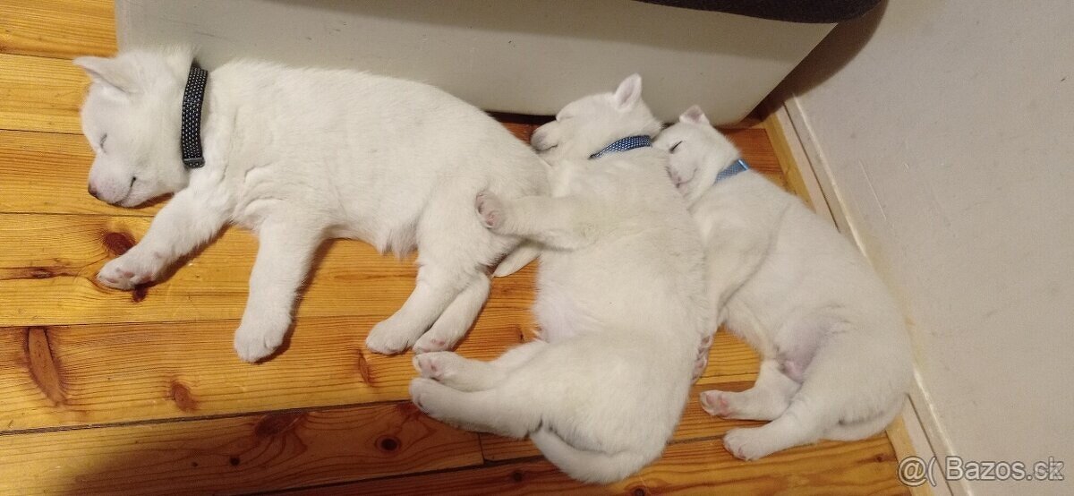 štěnátka Sibiřský Husky - 6