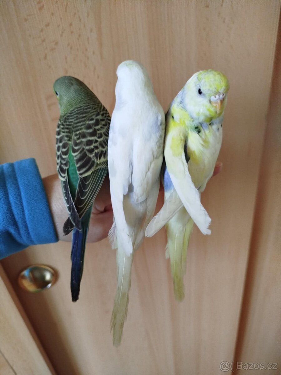 Prodám mladé andulky po vylétnutí z budky - 6