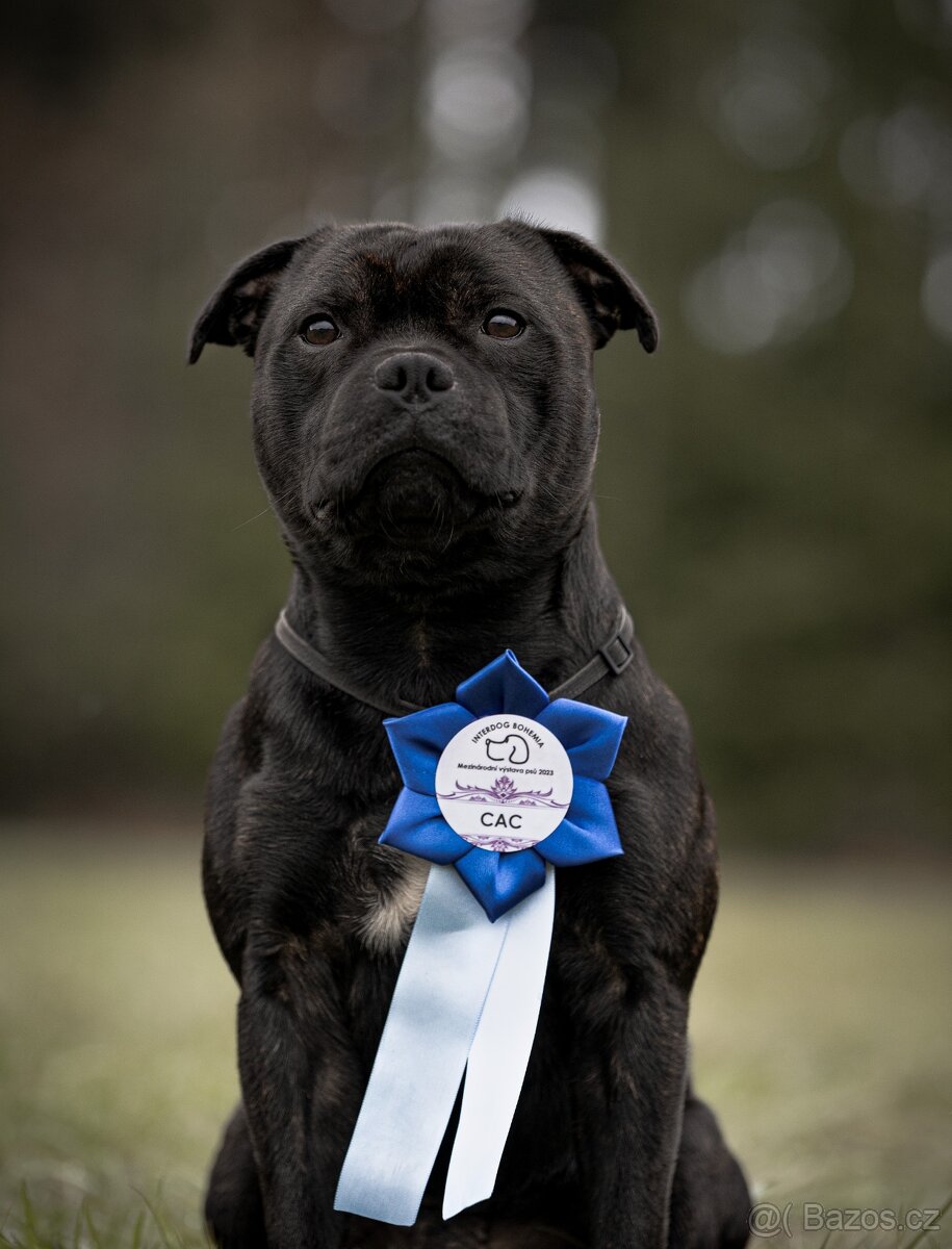 Stafordšírský bulteriér - Krycí pes - 6