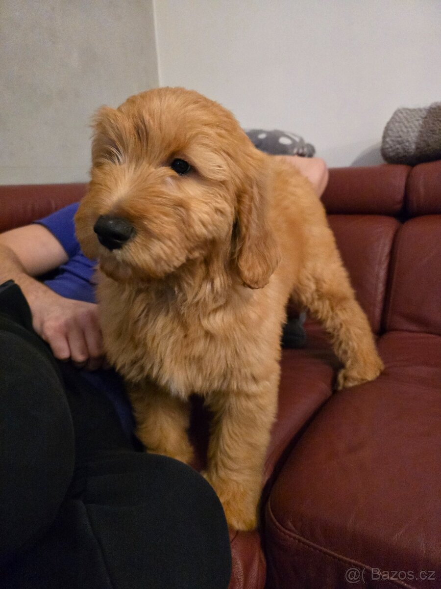 Goldendoodle F1 Standard - 6