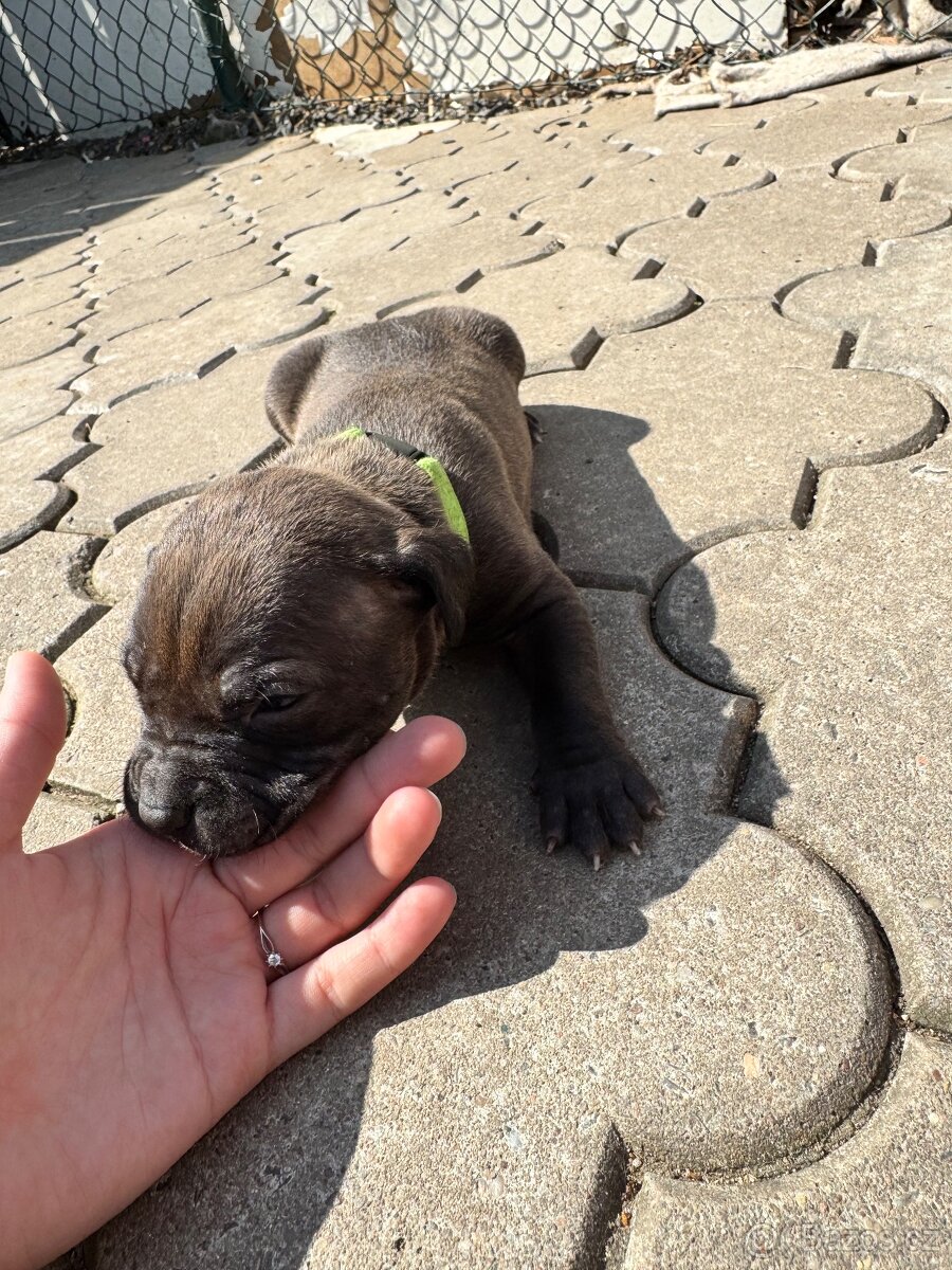 Amstaff - 6