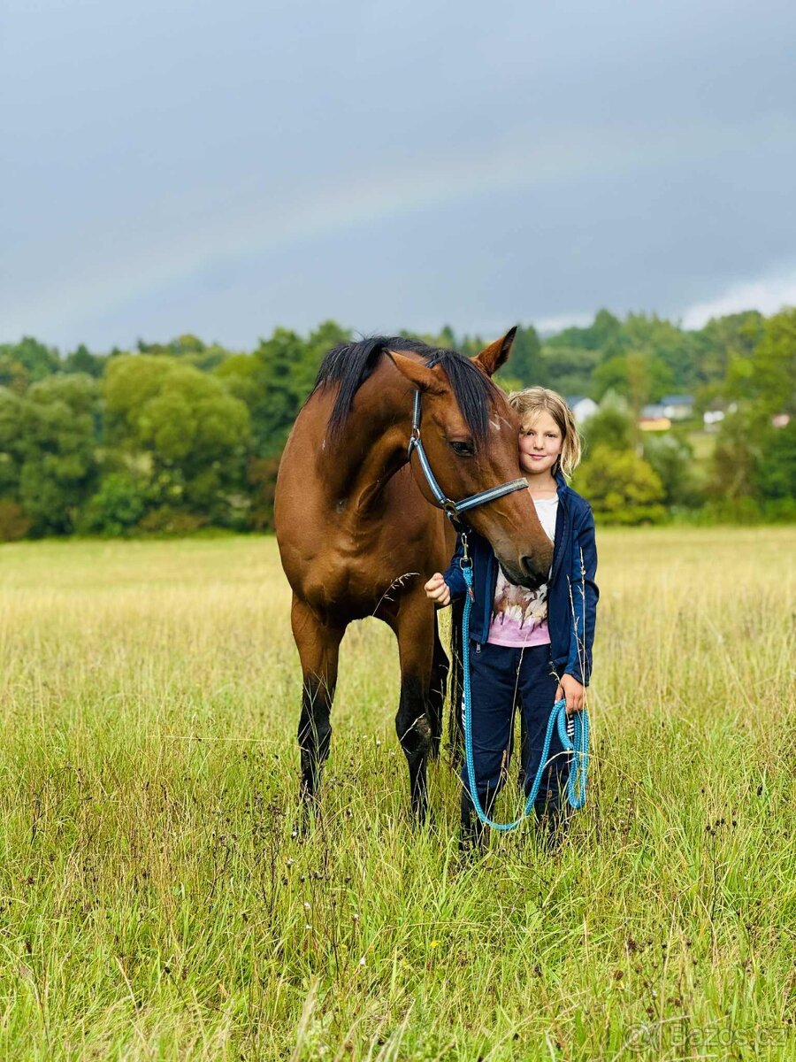Vestfálská klisna pro děti i do sportu - 6
