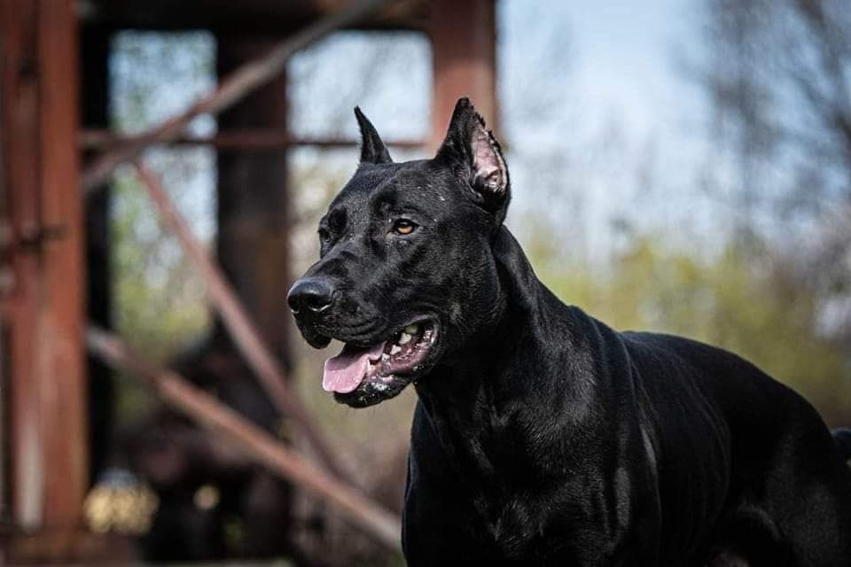 Dobrman x APBT,bandog,ast,bullherder - 6