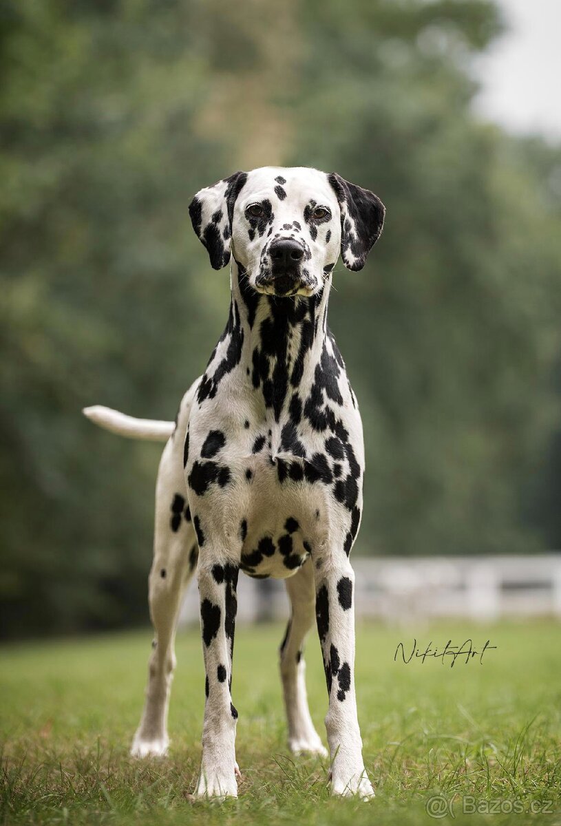 Dalmatin štěně s PP - 6