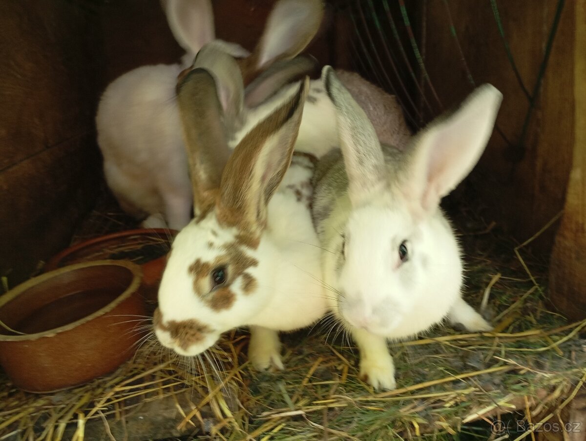 Prodám loňské mladé samice a samce na chov - 6
