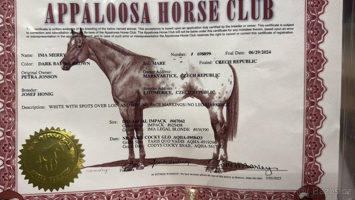 Dvouletá appa klisna - 6