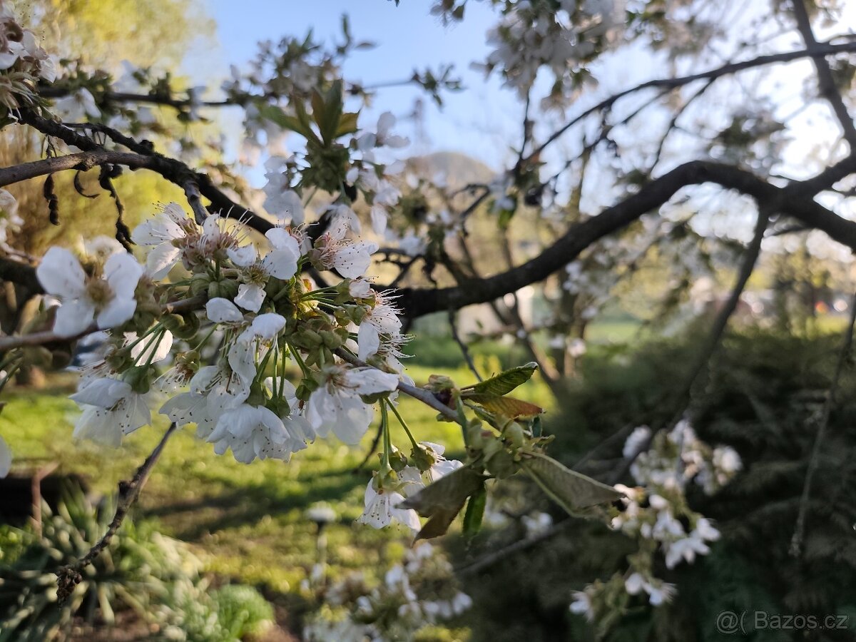 Zahrada v obci Želenice u Mostu - 6