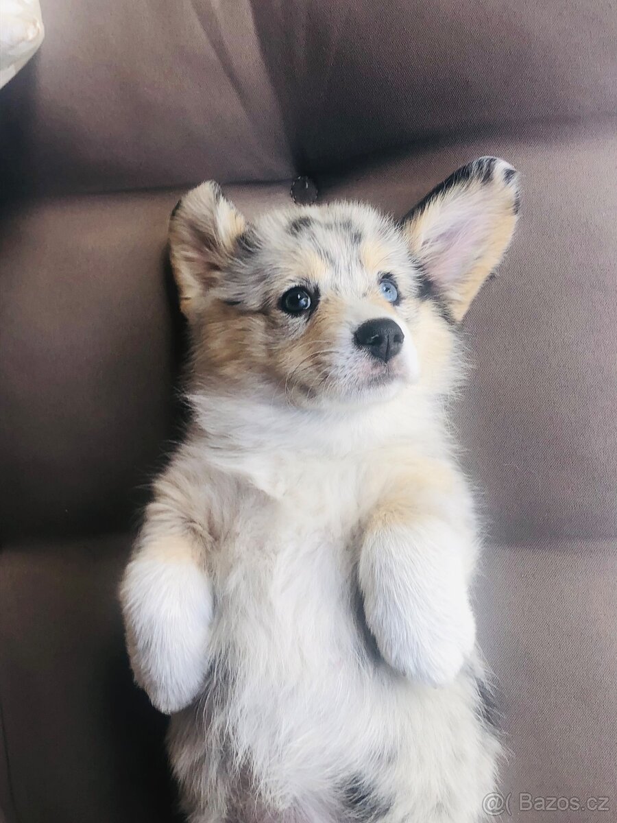 Welsh Corgi - 6