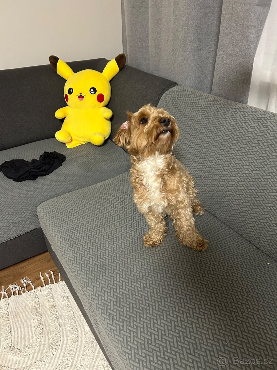 Maltipoo pes - 6