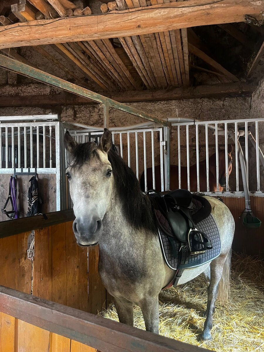 4 letý pony - 6