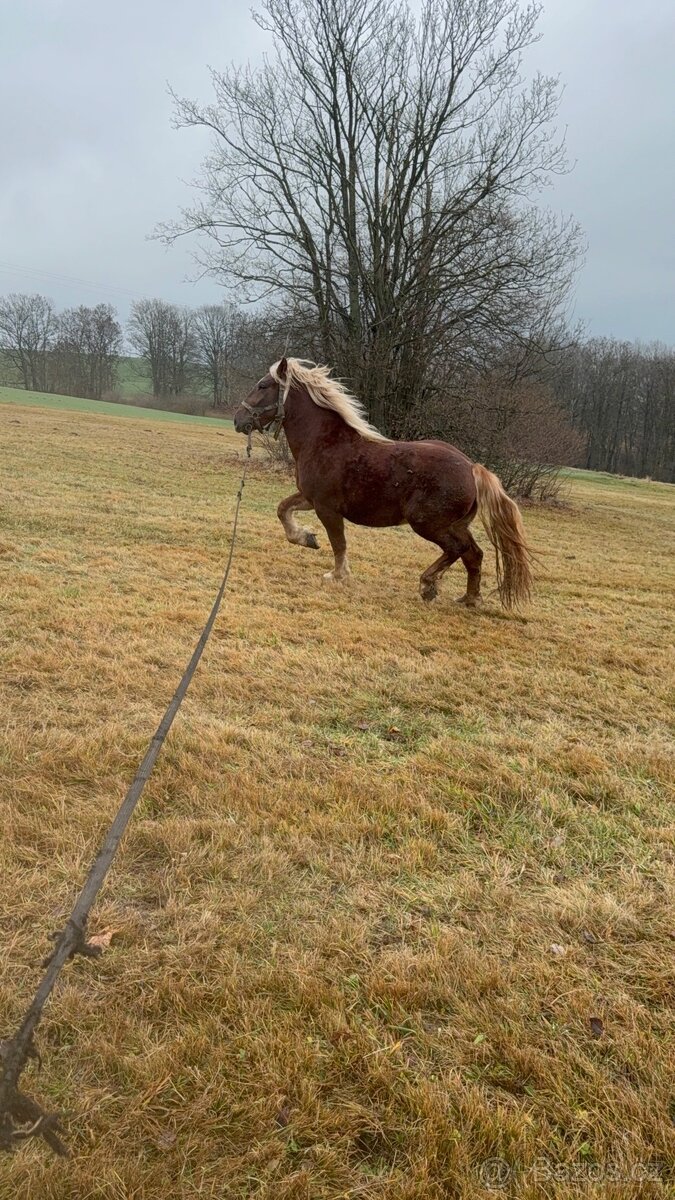 Prodám Valacha ČMB - 6