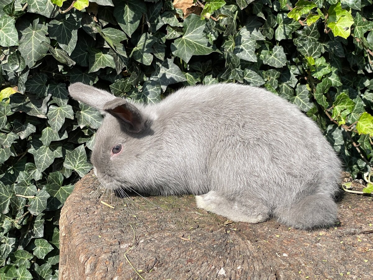 Zakrslí králíci - 6