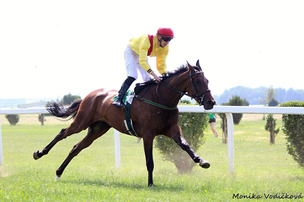 Prodám valacha A1/1 - 6