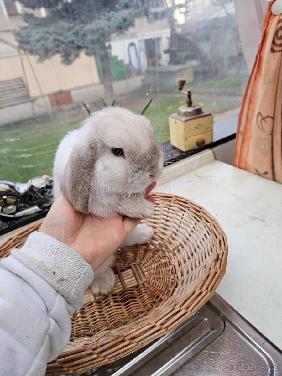 Zakrslý králík - 6