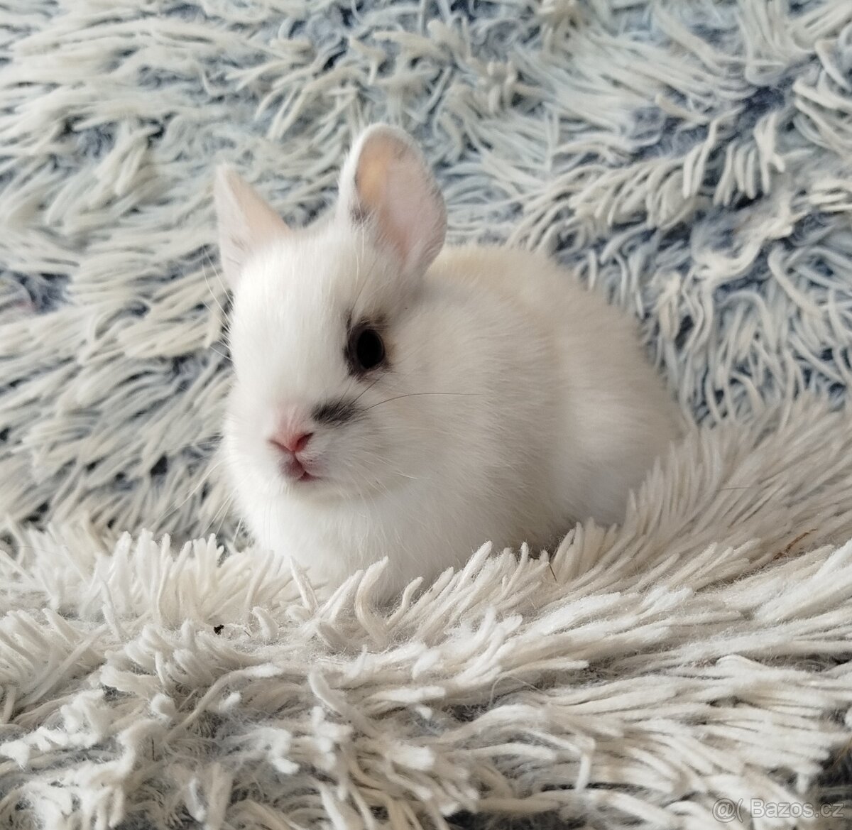 Zakrslý králík - 6