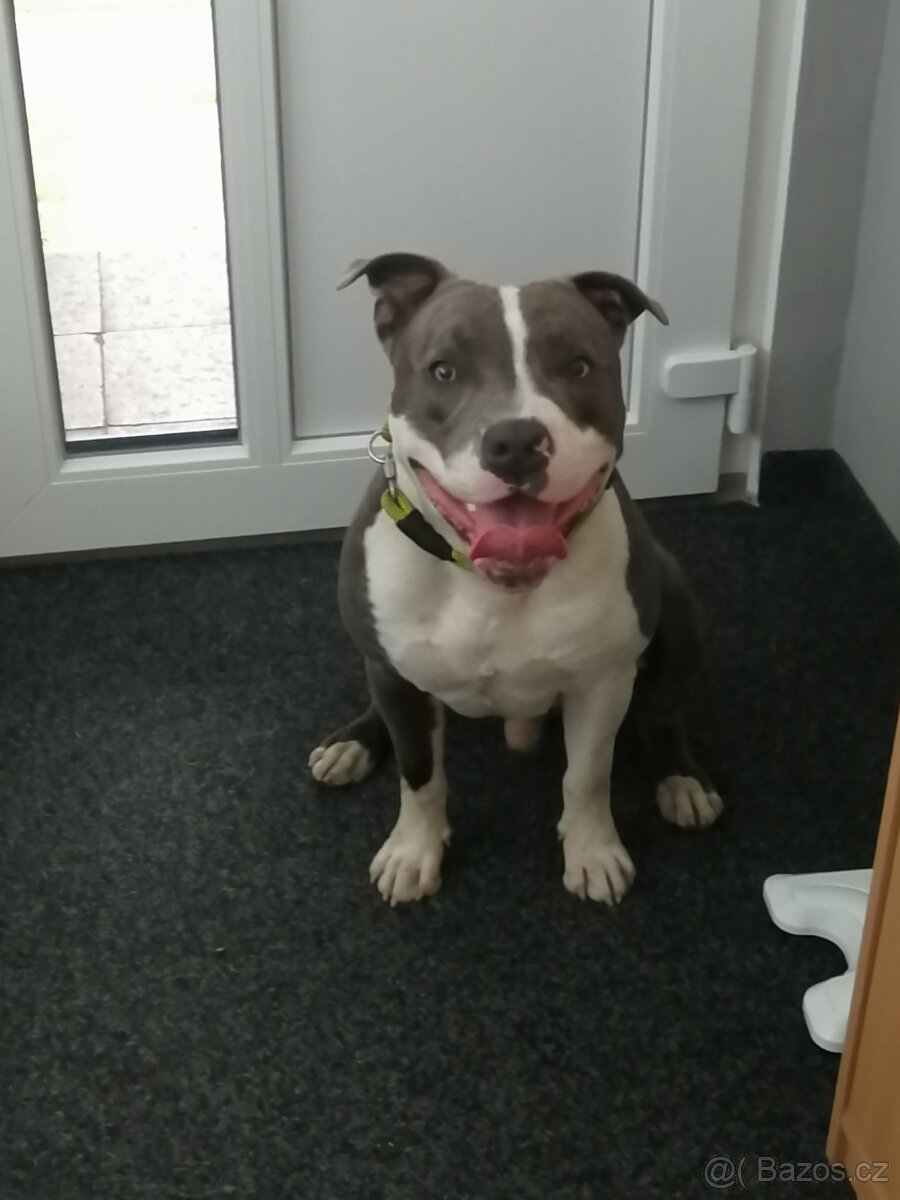 new staford ke krytí.. - 6