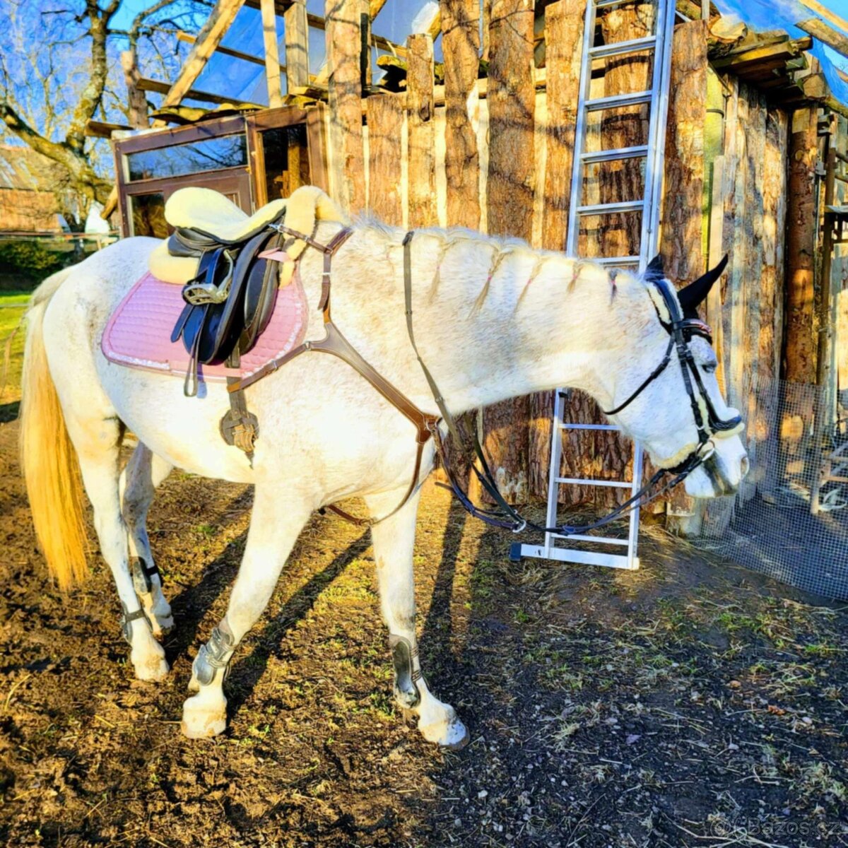 Predám 14rocnu kobylku shagia arab - 6