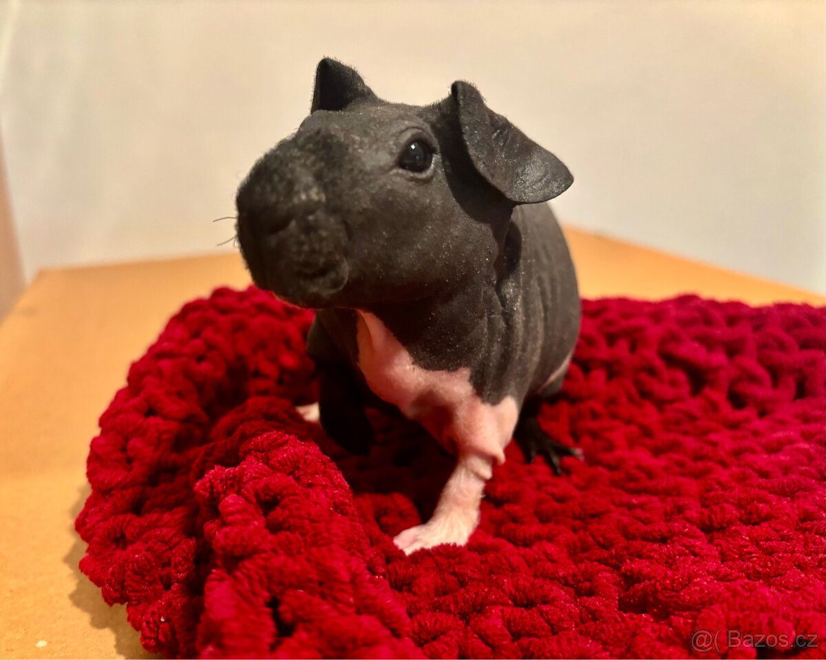 Skinny samičky s PP - 6