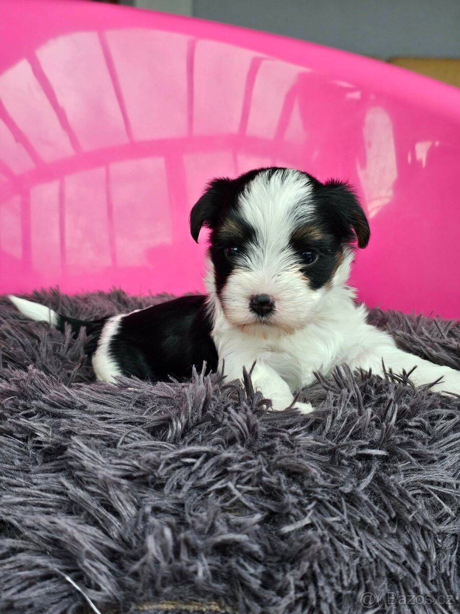 Biewer jorkšírský teriér, Yorkshire holčička s PP - 6