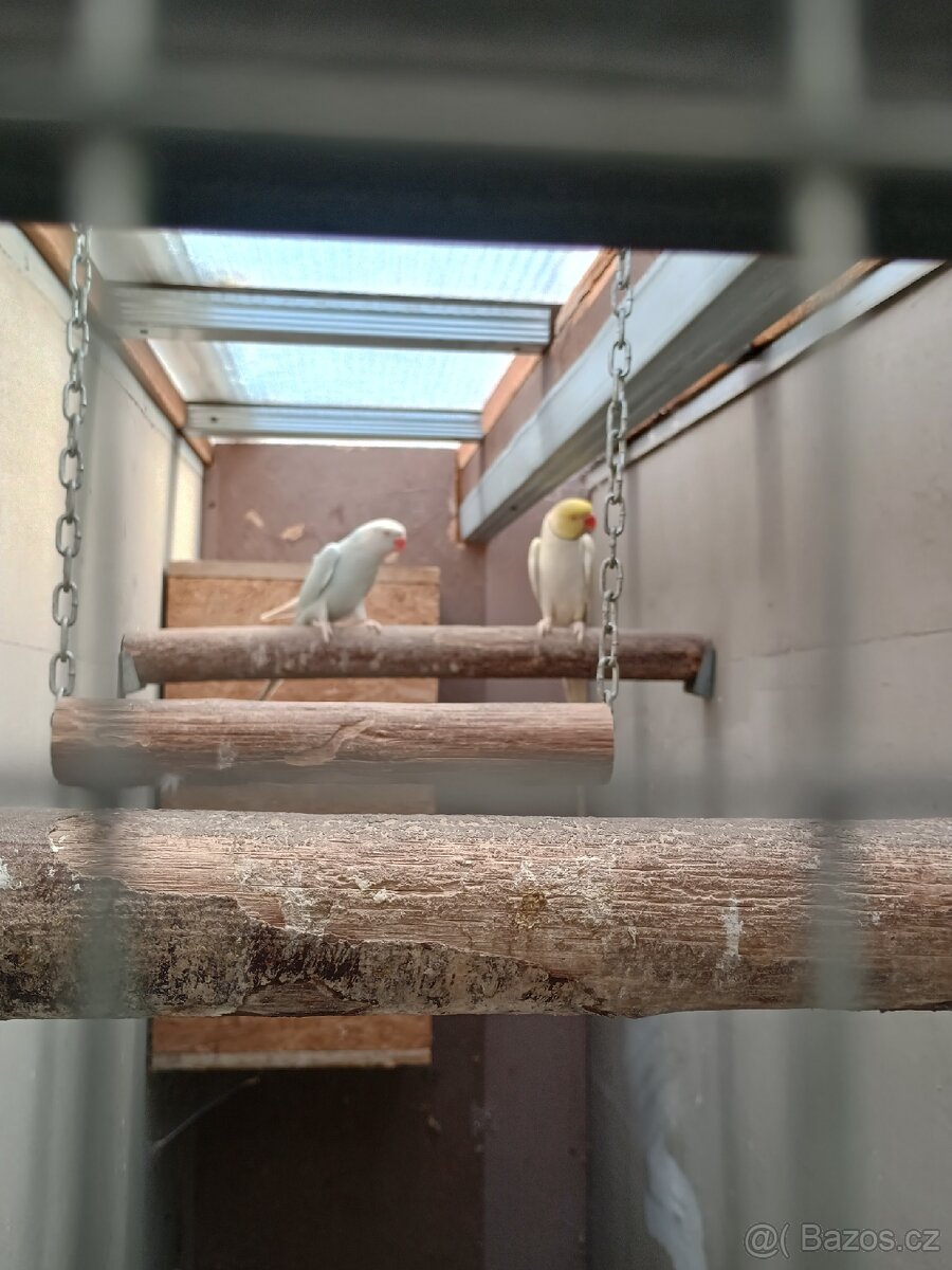 Okrasné ptactvo - 6