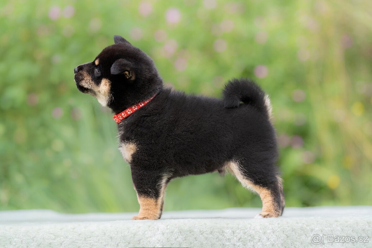 Shiba s PP - 6