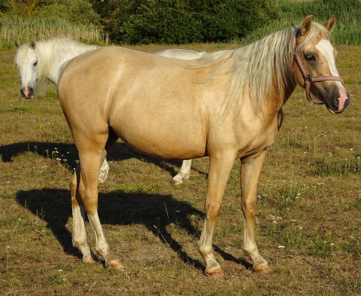 Prodám klisnu welsh pony, sekce B. - 6