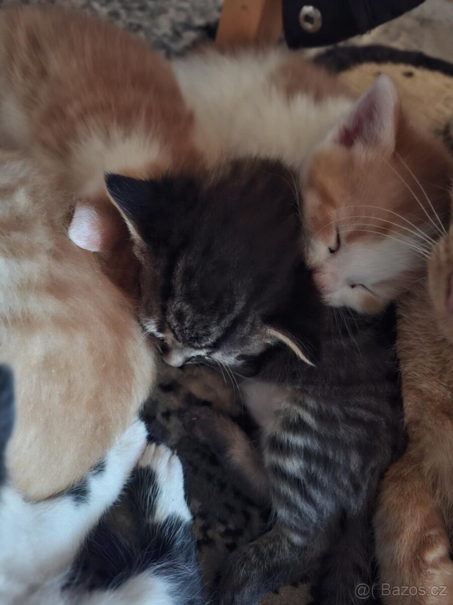 Koťata - 6