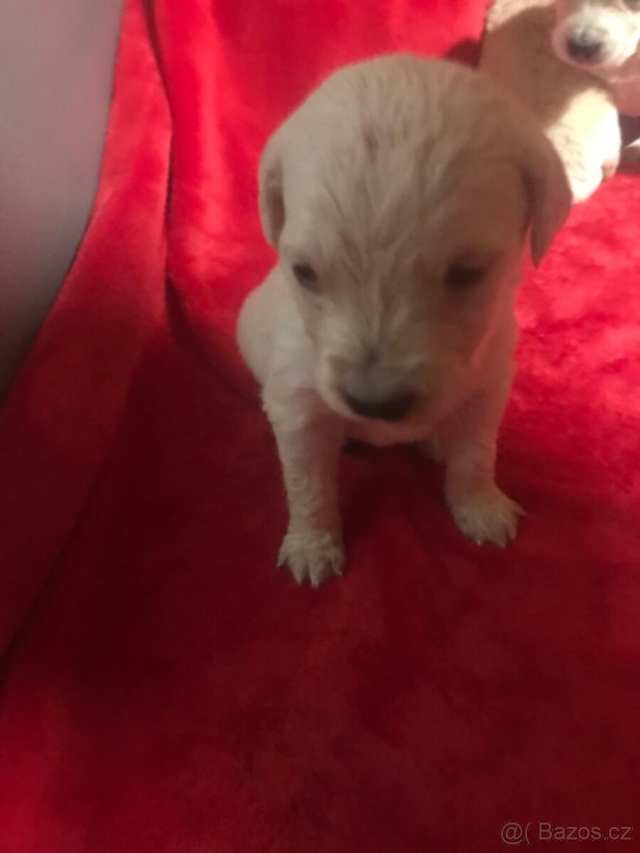 Štěňata Zlatý Retrivr - 6