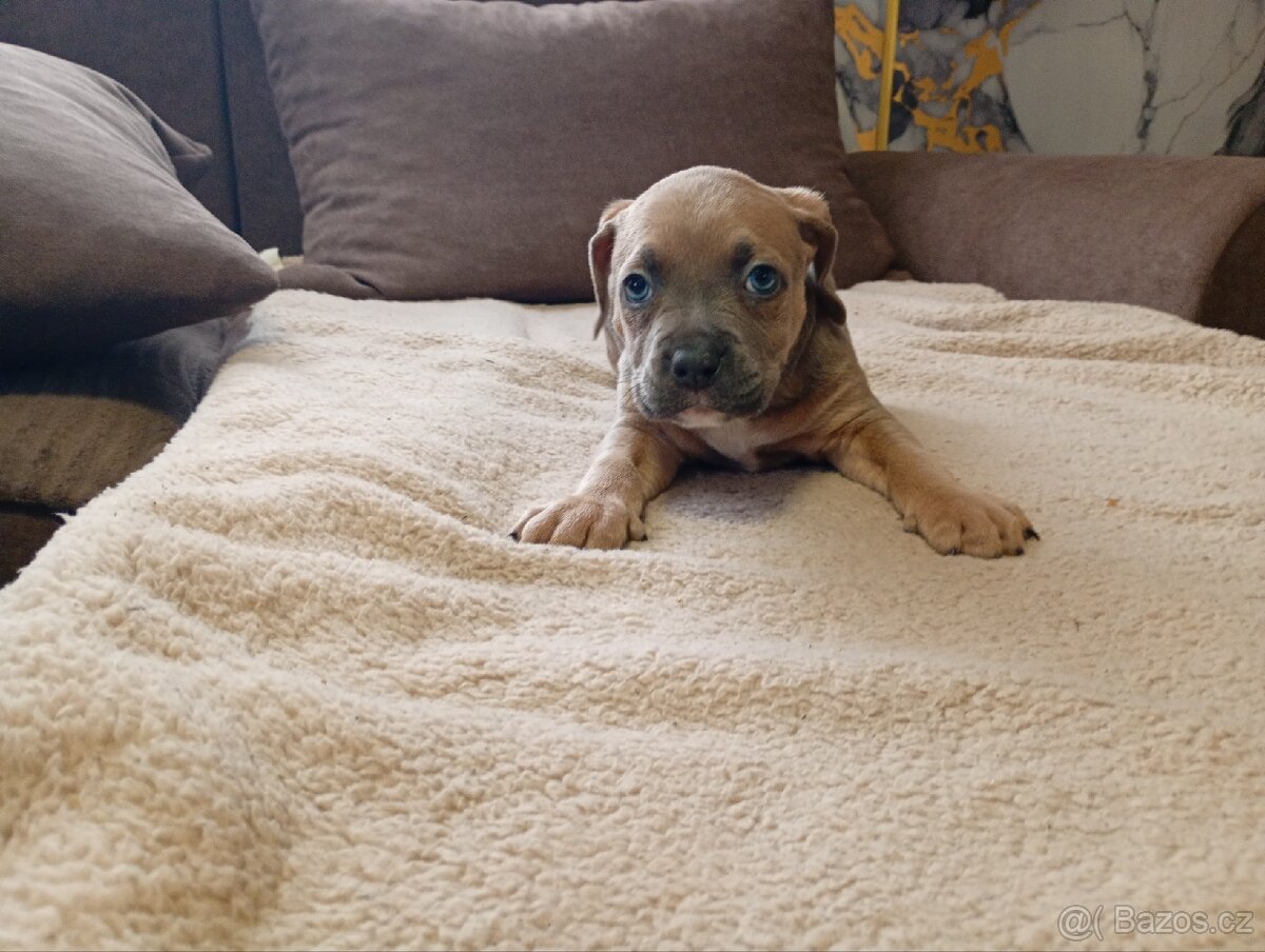 Stafordšírský bulteriér - 6