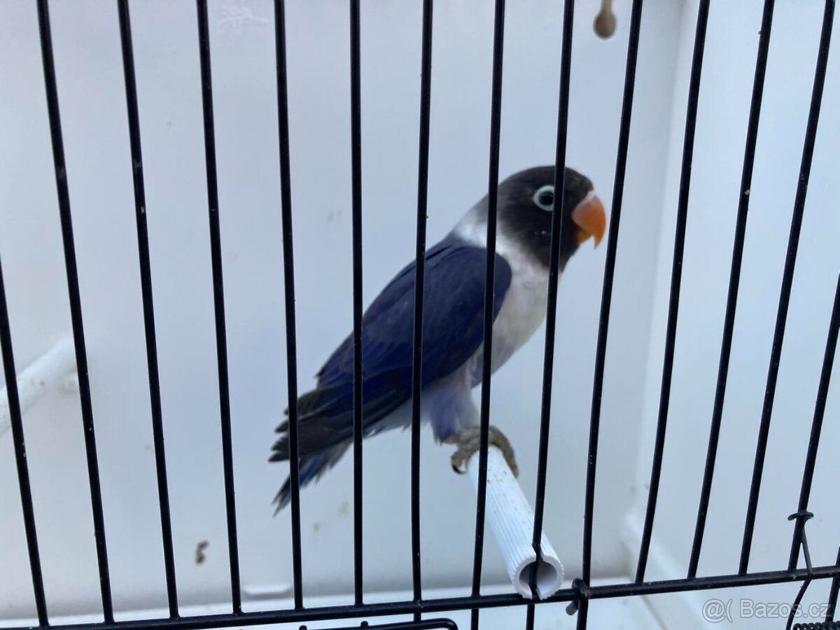 Agapornis škraboškový - hendikep - na ochočení - 6