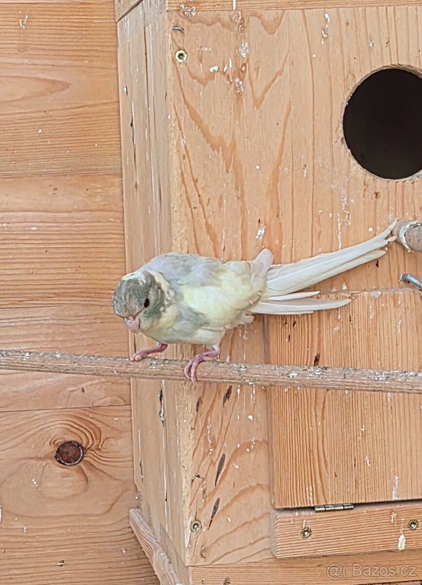 Kakariki rudočely - 6