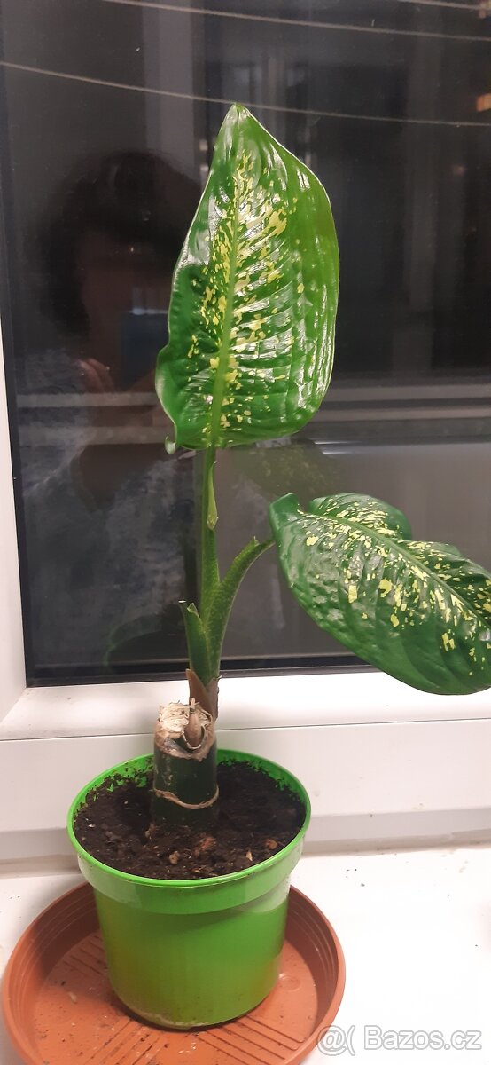 Prodám pokojové rostliny - 6