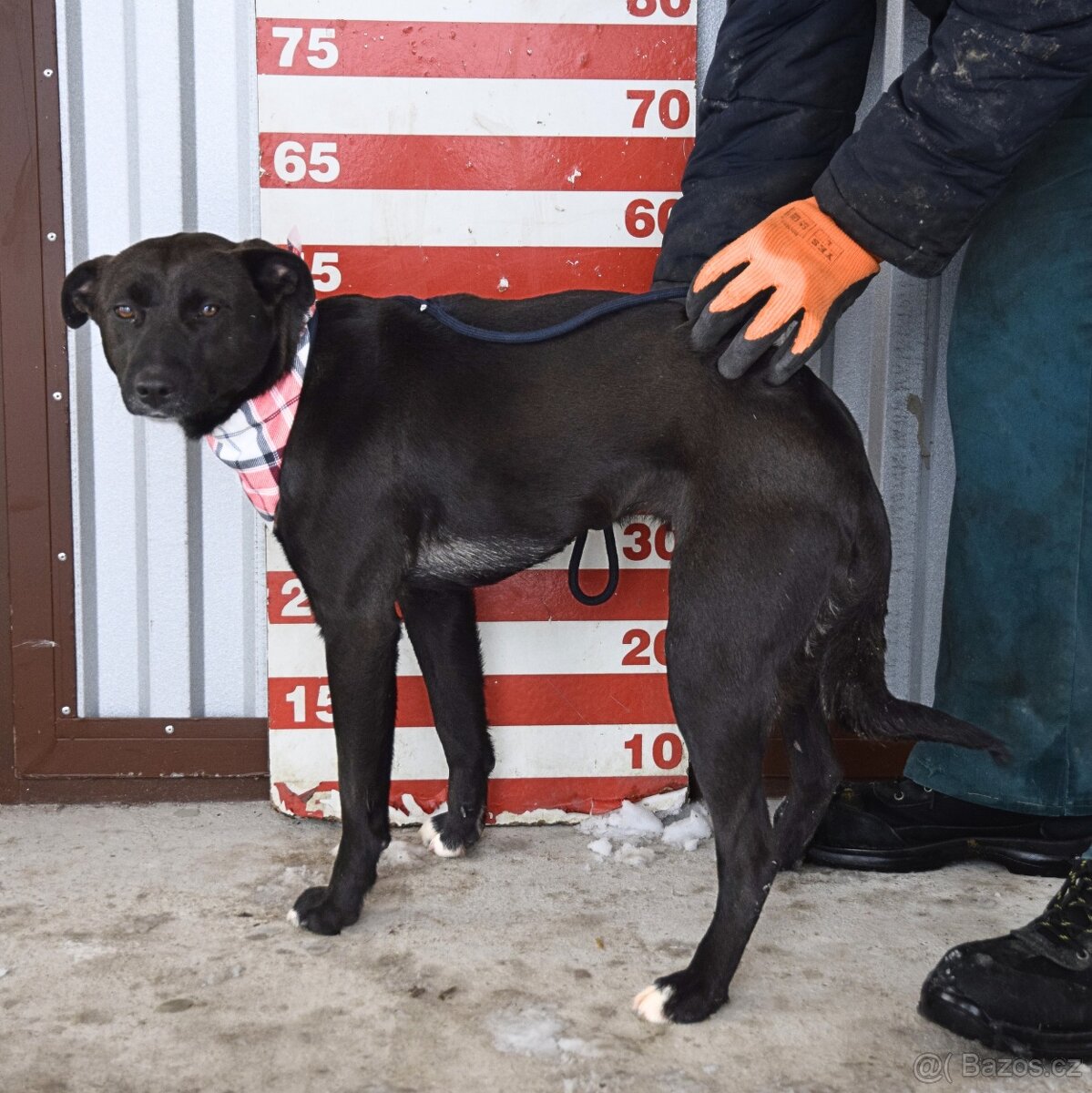 Žanetka hledá domov - 6