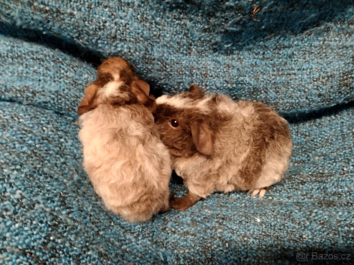 Morče,2 kluci, dalmatin NS - 6