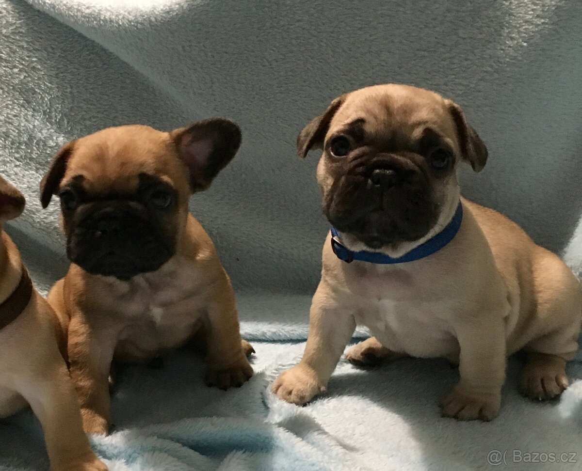 Francouzský buldoček s PP - 6