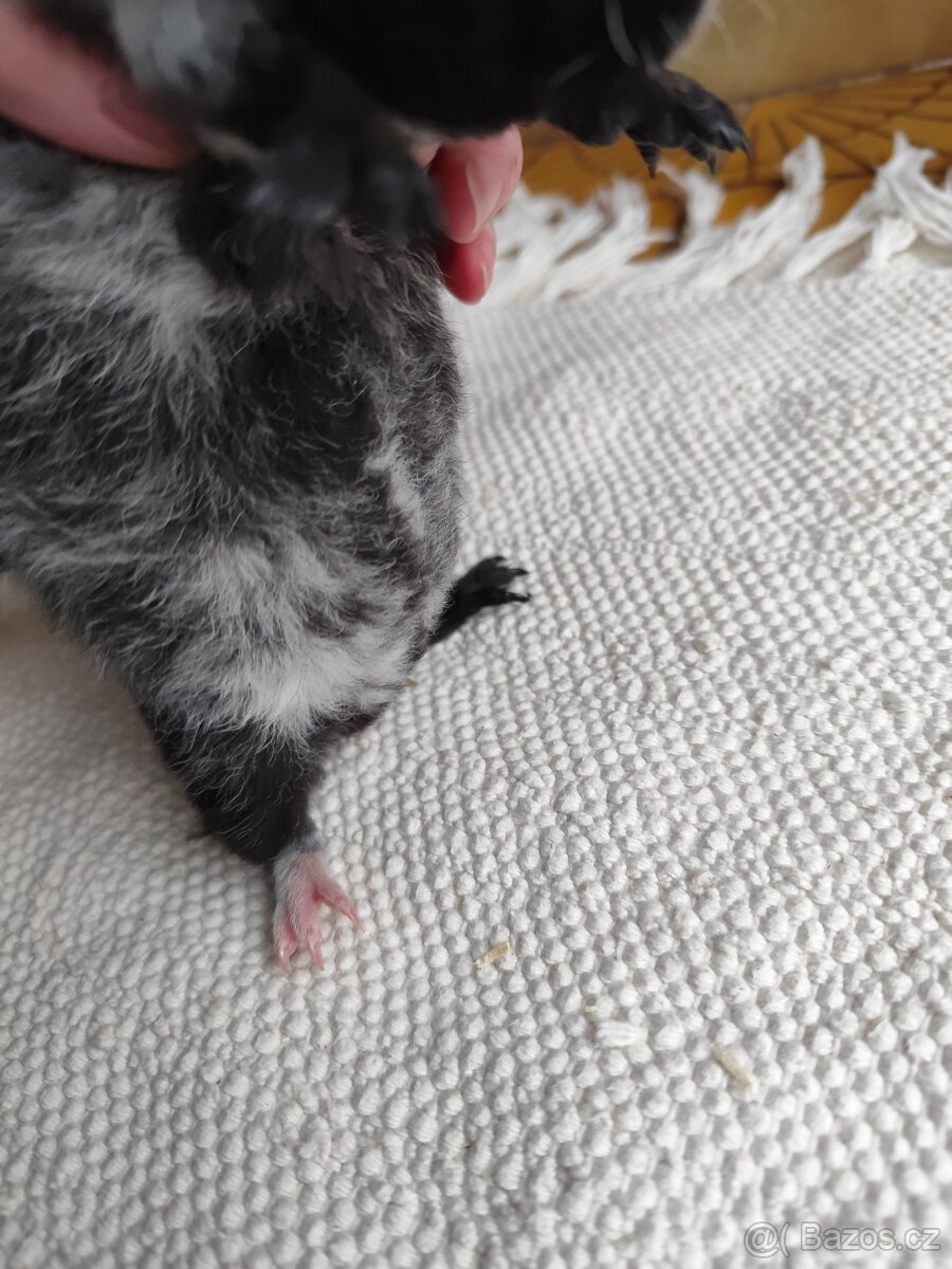 Morče / US Teddy sameček - 6