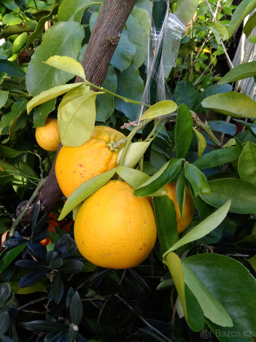 Subtropické rostliny a jiné - 6