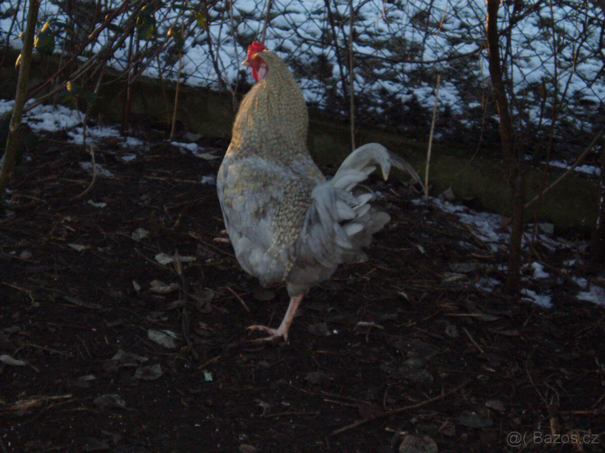 Kohout do chovu k prodeji - 6