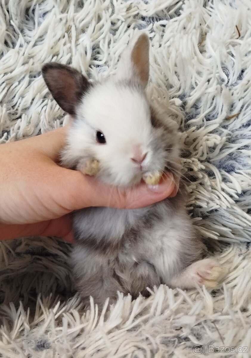 Zakrslý krátkouchý s VP - 6