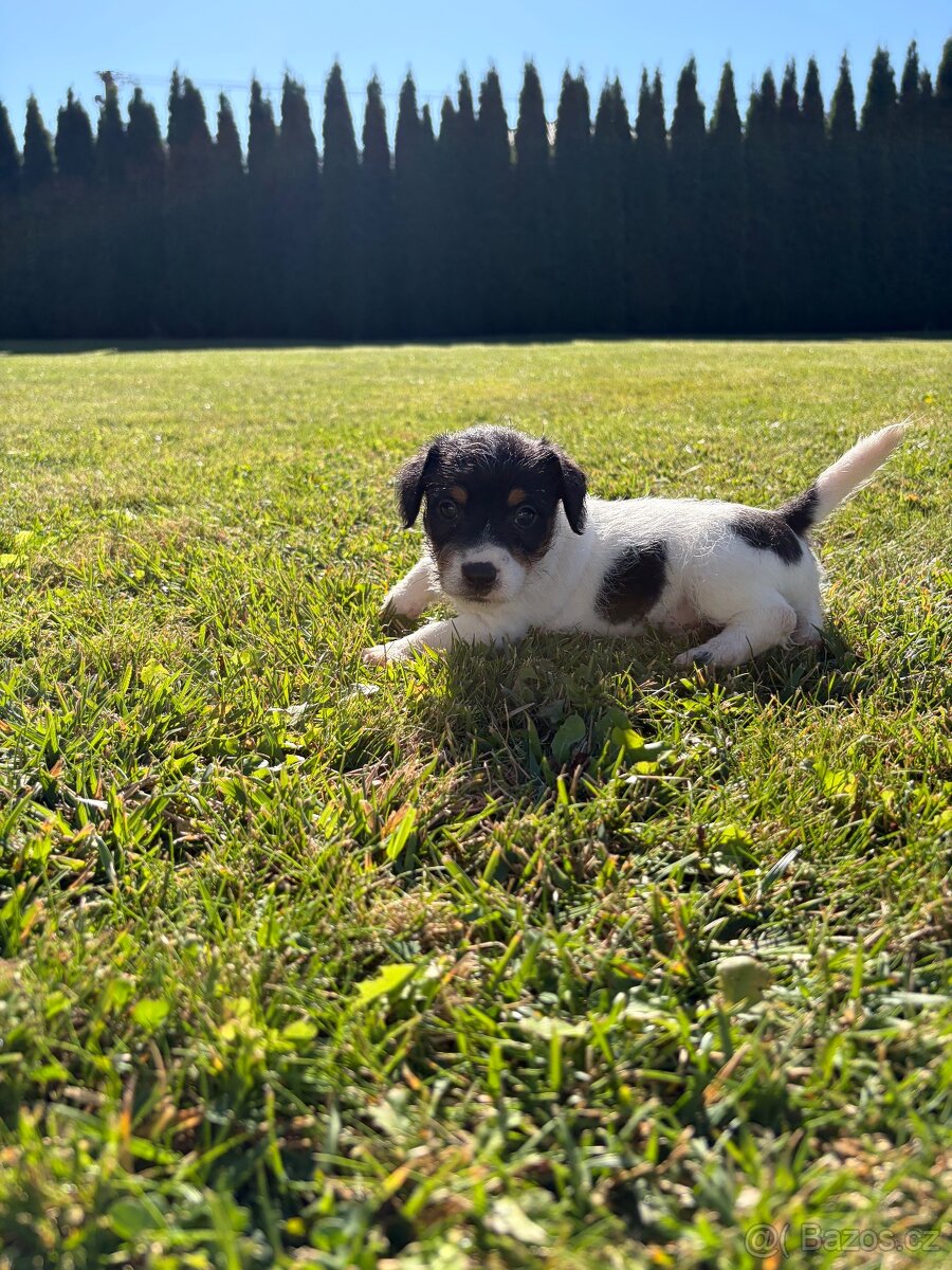 Šteniatka jack russel teriér - 6