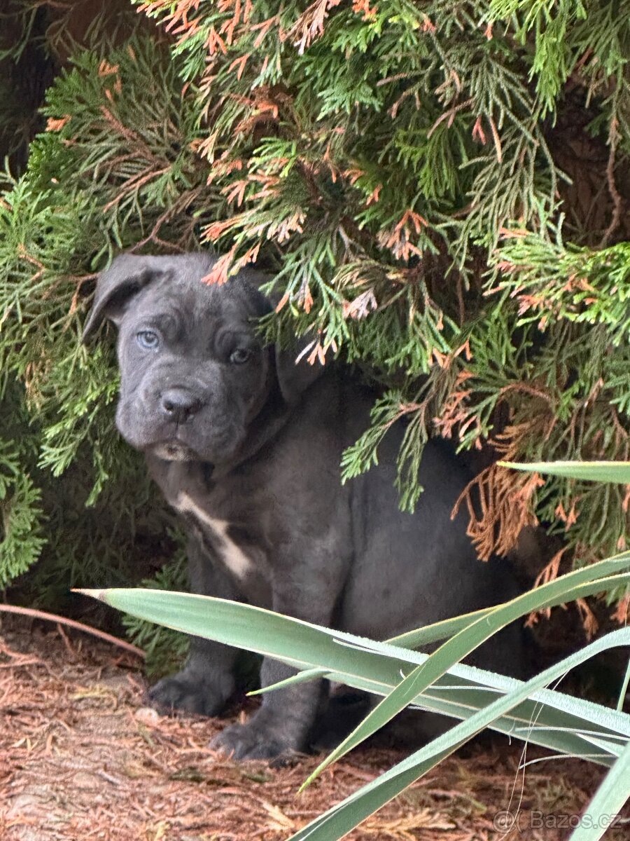 Štěňátka Cane Corso - 6