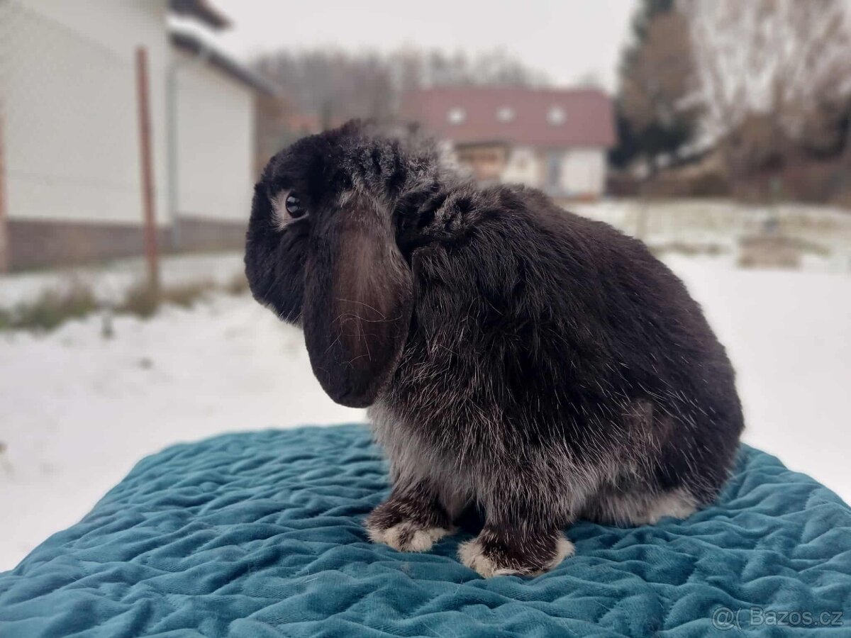 Volný Sameček - Anglický Zakrslý Beránek MiniLop🍑🧡🤍 - 6