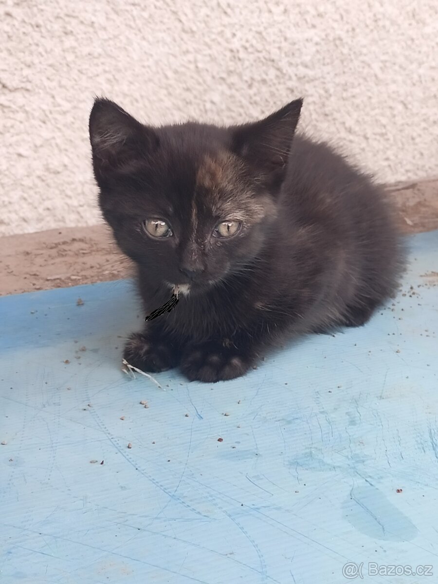 Daruji koťátka - 6